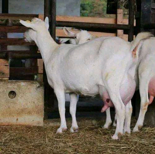 German Alpine dairy goat for sale at Kalro Farm Kenya