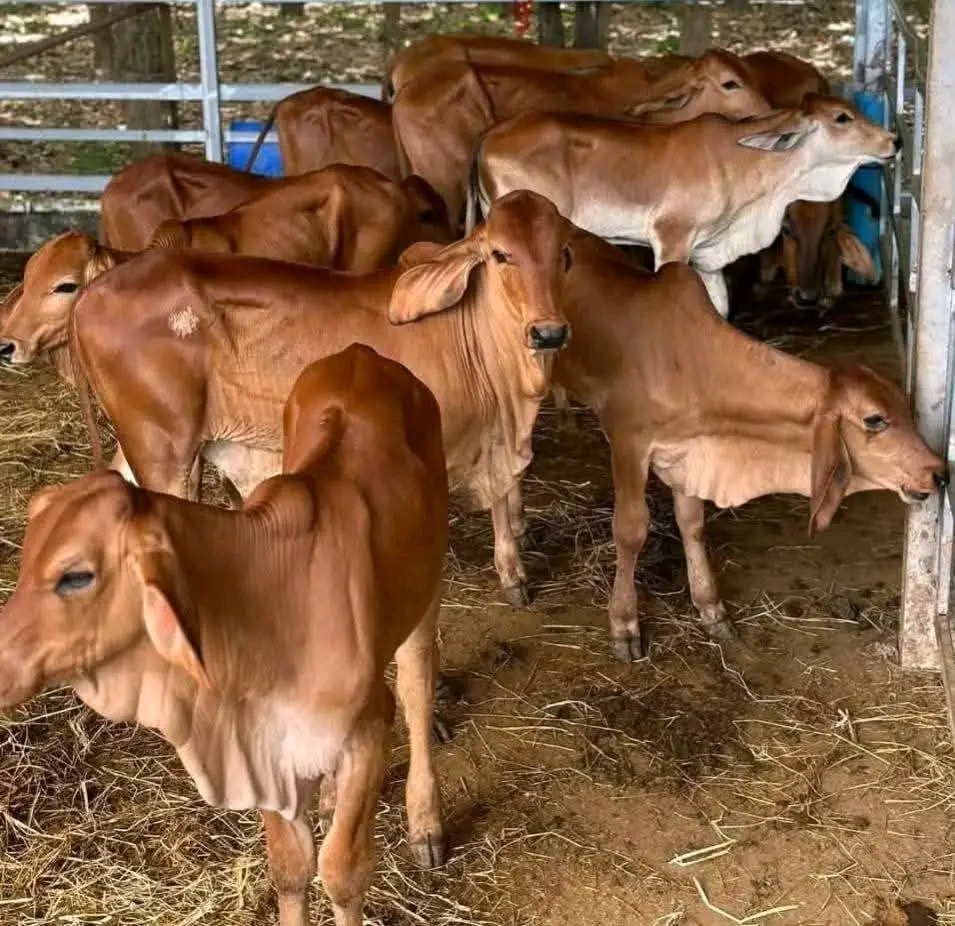 Heifer for sale at Kalro Farm Kenya
